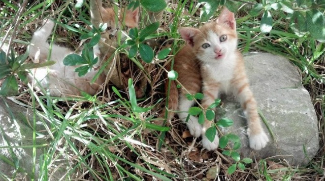 国际拳击锦标赛中国队斩获多金，展现强大实力，国际拳击比赛